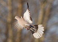 Dove Hunting